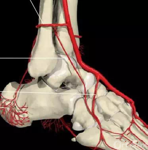 相关7个血管:内踝前动脉,胫后动脉,内踝支,跟骨支,跗内侧动脉,跖内侧