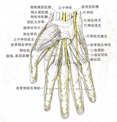 手肌的神经分布正中神经管手肌,鱼际肌群收除外,一二蚓肌它管理小鱼际