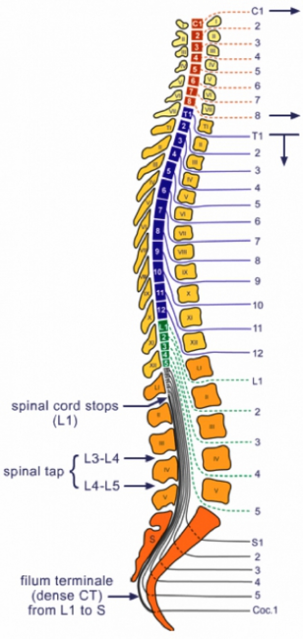 十二节胸椎与肋骨相连