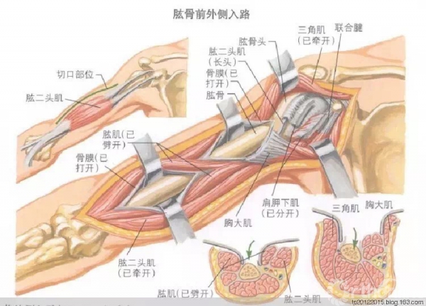 骨科手术肱骨进路歌诀