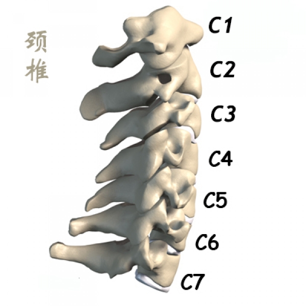 頸椎解剖結構一覽