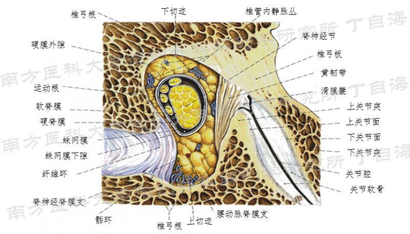 脊神经根在椎间孔内的毗邻