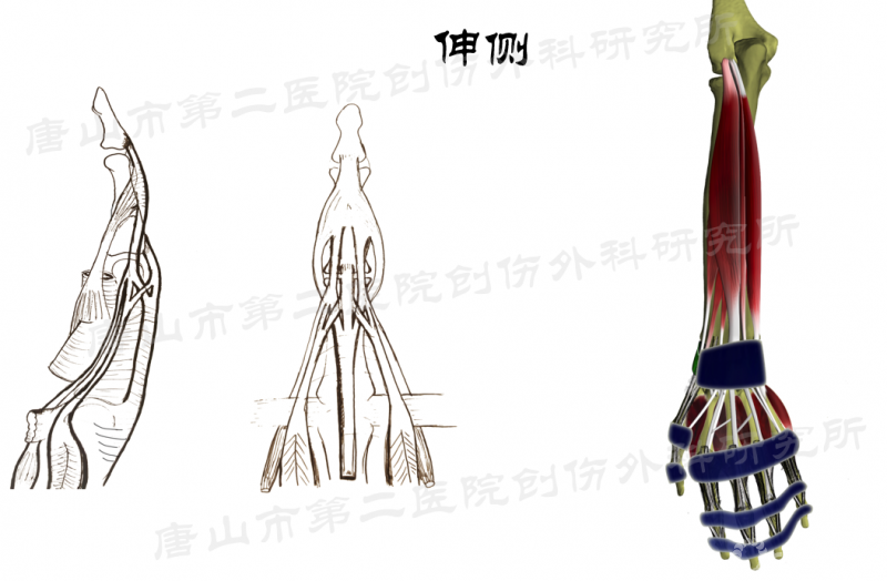 閱圖理解一文掌握手部肌腱的修復