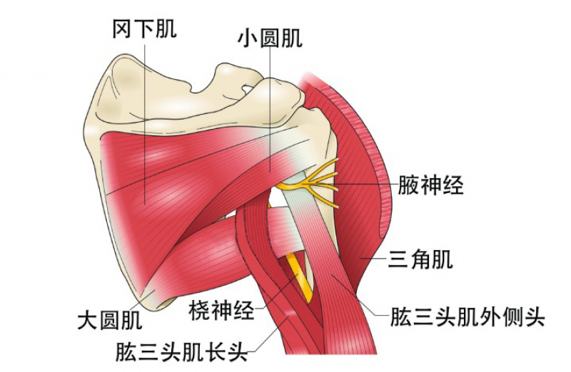 解剖及变异腋神经与桡神经同起自后束,并行到肩胛下肌缘时,腋神经与旋