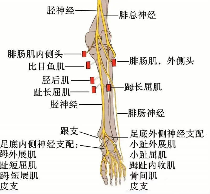 膝关节神经分布图片