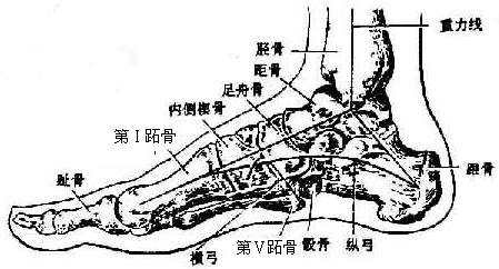 骨科记忆口诀记住终生难忘下