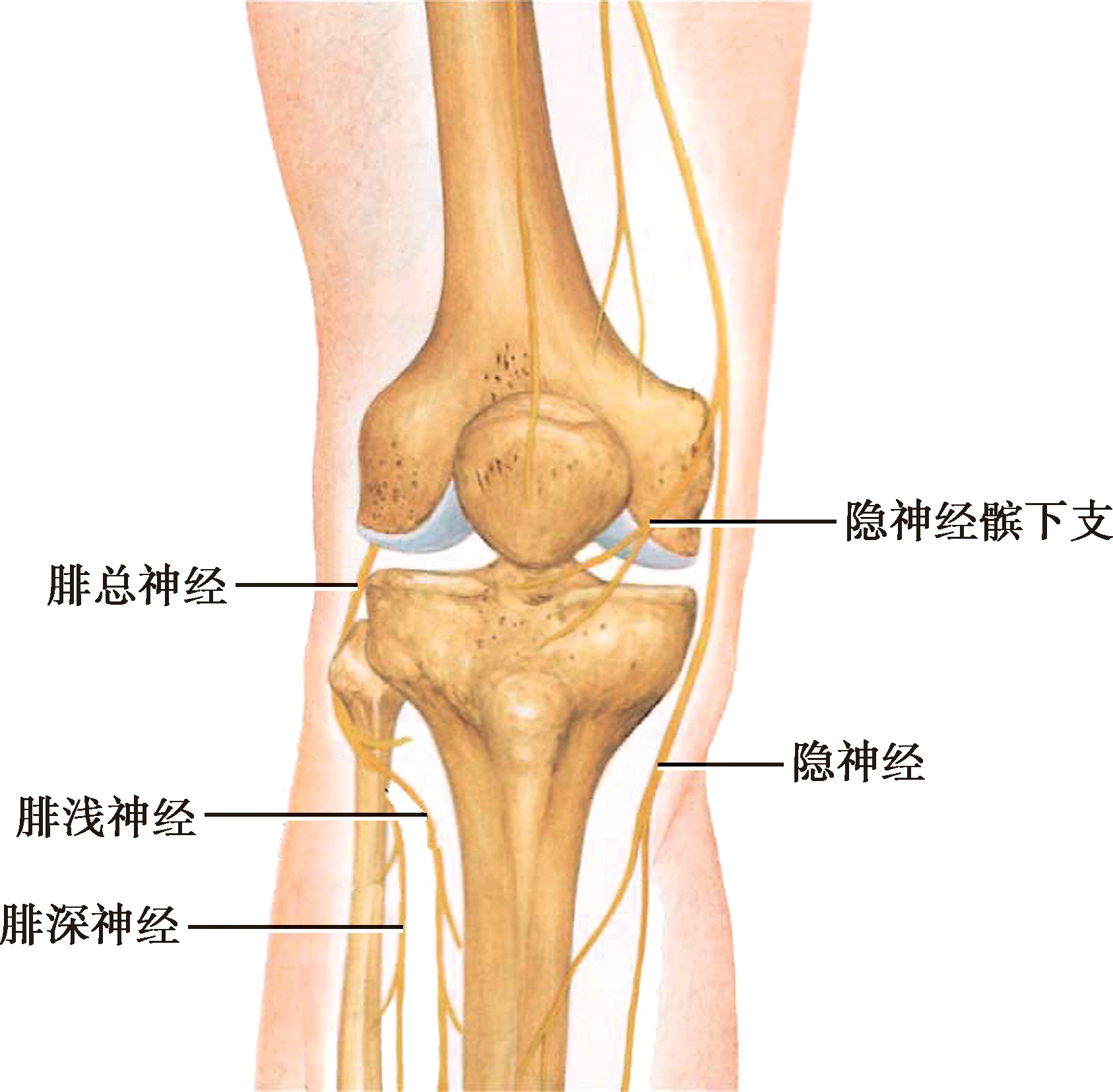 膝关节周围神经支配皮下的浅筋膜即脂肪层,位于深筋膜浅面.