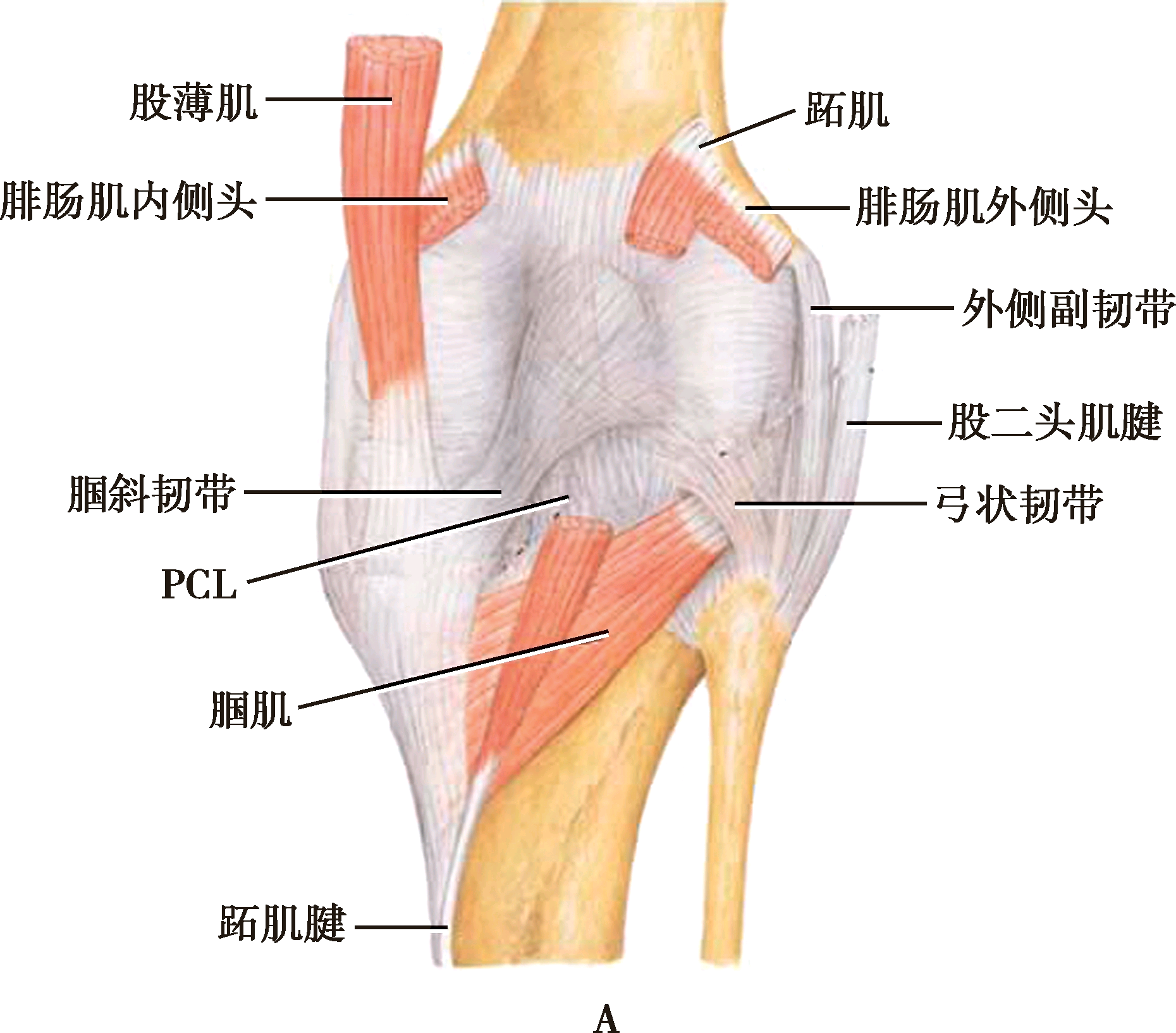 腘窝底解剖:a浅层;b深层膝关节后部主要结构为腘窝,呈菱形,有腘动