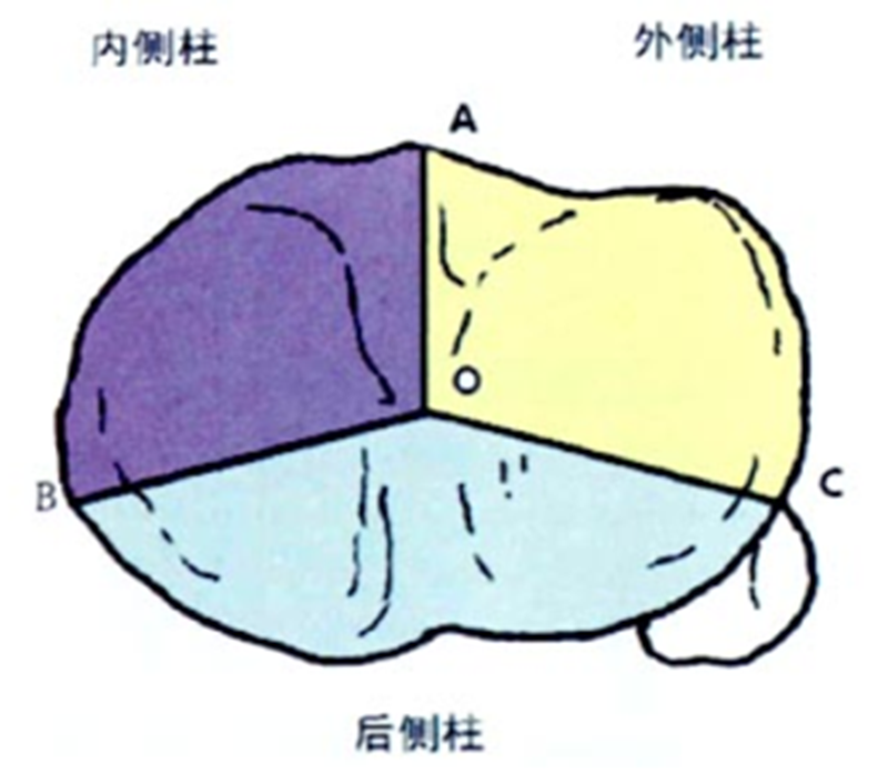 胫骨嵴图片